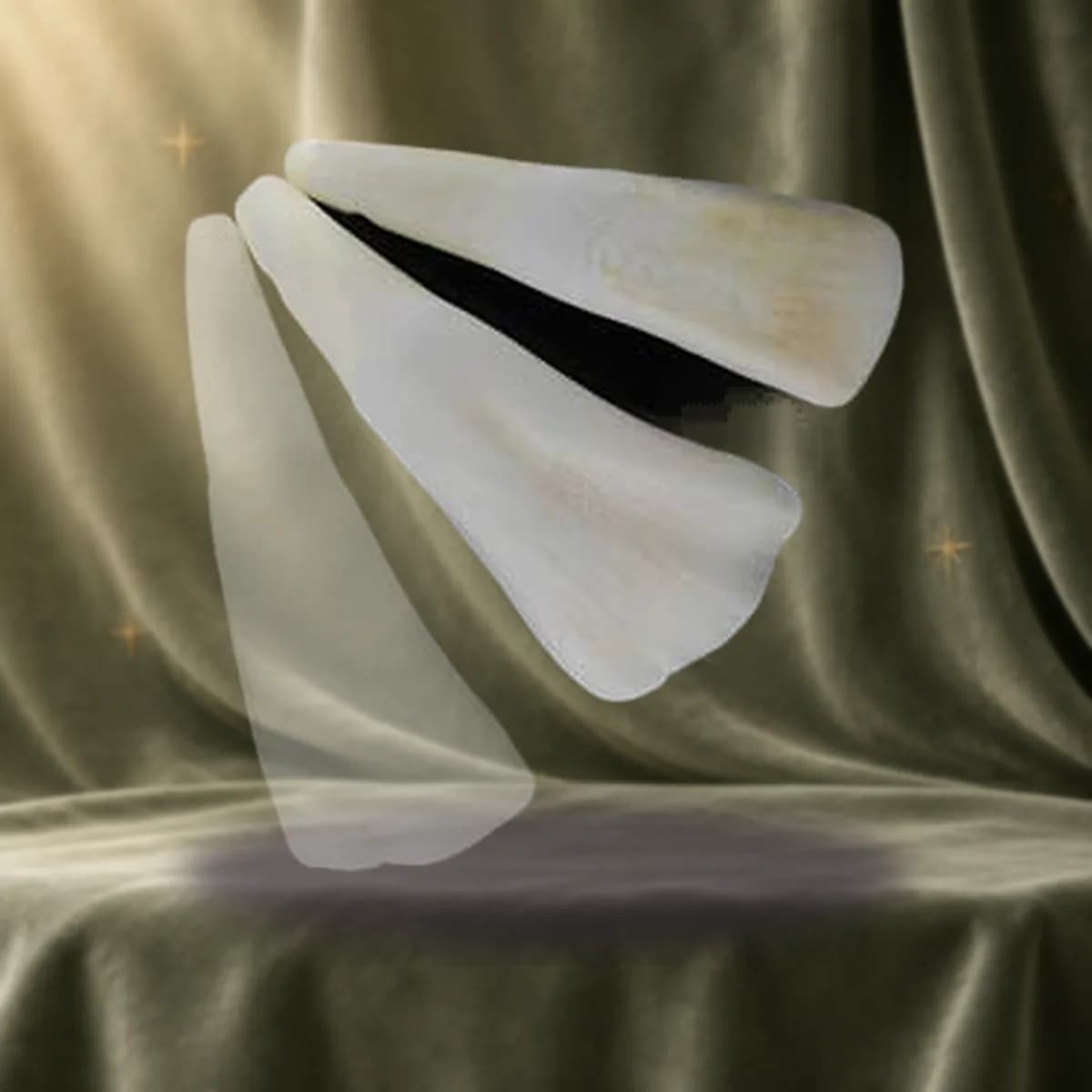 Water Buffalo Tooth