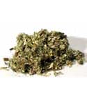 Mugwort, cut, 1 oz (Artemisia vulgaris)